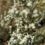 Artemisia frigida Blatt