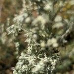 Artemisia frigida 葉