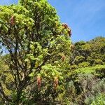 Hagenia abyssinica Plante entière