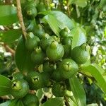 Psidium cattleyanum Fruchs