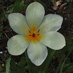 Tulipa clusiana Fleur