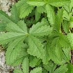 Potentilla reptansList