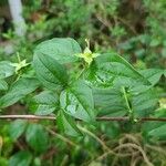 Philadelphus inodorus Blad