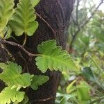 Davallia repens Leaf