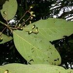 Cinnamomum chavarrianum Otro