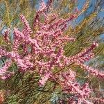 Tamarix ramosissima फूल