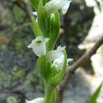 Spiranthes aestivalis Květ