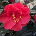 Camellia japonica Λουλούδι