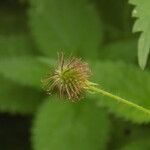 Geum urbanumOther