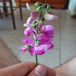 Lathyrus latifoliusFlower