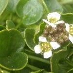 Cochlearia pyrenaica Hábito