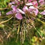 Cleome houtteanaKwiat