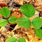 Rubus nigricans Leaf