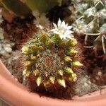 Mammillaria zeilmanniana Leaf