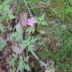 Geranium purpureumFloare