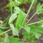 Lotus angustissimus Leaf