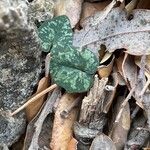 Cyclamen balearicum Leaf