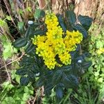 Berberis aquifoliumŽiedas