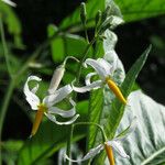 Solanum bahamense