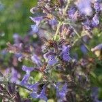 Nepeta × faassenii Floare