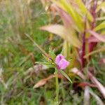 Misopates orontiumFlor