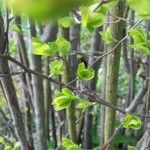 Spiraea trilobata Folha