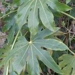 Fatsia japonica Lehti