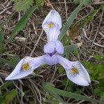 Iris missouriensis Fiore