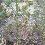 Pardoglossum cheirifolium Habit