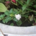 Croton glandulosus 花