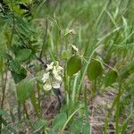 Lathyrus ochroleucus Кветка