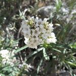 Eriodictyon angustifolium Flor
