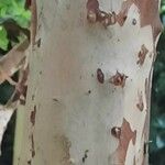 Plinia cauliflora 樹皮