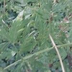 Cardiospermum halicacabum Leaf