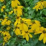 Rudbeckia nitida 花