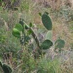 Opuntia littoralis List