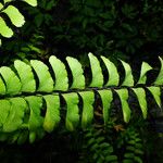 Adiantum trapeziforme Blatt