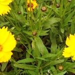 Coreopsis grandiflora Foglia