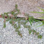 Euphorbia serpens Leaf