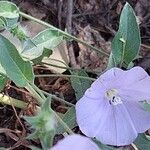 Convolvulus glomeratus Folha