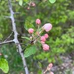 Malus coronaria Leht