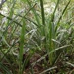 Aechmea magdalenae Habit