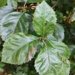 Crataegus crus-galli Ліст