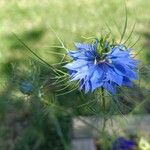 Nigella damascenaFloare