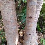 Angophora costata Bark