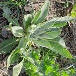 Verbascum niveum List