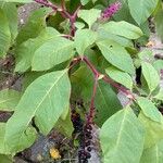 Phytolacca bogotensis KunthFlower