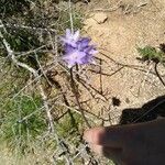 Dipterostemon capitatus Flower