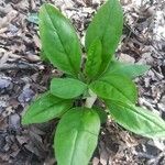 Andersonglossum virginianum Folha