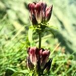 Gentiana purpurea Çiçek